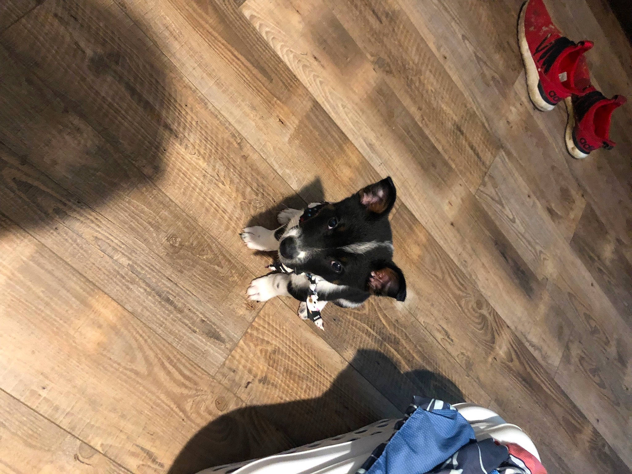 Guinness joined the competition — help win amazing prizes! bag, carmine, floor, flooring, foot, fun, hardwood, human_leg, laminate_flooring, pattern, personal_protective_equipment, plank, plywood, recreation, shadow, sitting, varnish, wood, wood_flooring, wood_stain