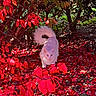 animal, autumn, bush, cat, colorful, curious, daylight, fall, fluffy, foliage, garden, ground, leaf_litter, nature, outdoor, pet, red_leaves, tree, white_cat, wildlife
