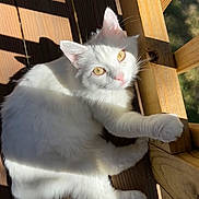 Blizzard joined the competition — help win amazing prizes! animal, cat, curious, daylight, domestic_cat, fur, looking_up, mammal, nature, outdoor, paw, pet, portrait, relaxed, shadow, sunlight, whiskers, white_cat, wooden_deck, yellow_eyes