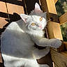 animal, cat, curious, daylight, domestic_cat, fur, looking_up, mammal, nature, outdoor, paw, pet, portrait, relaxed, shadow, sunlight, whiskers, white_cat, wooden_deck, yellow_eyes