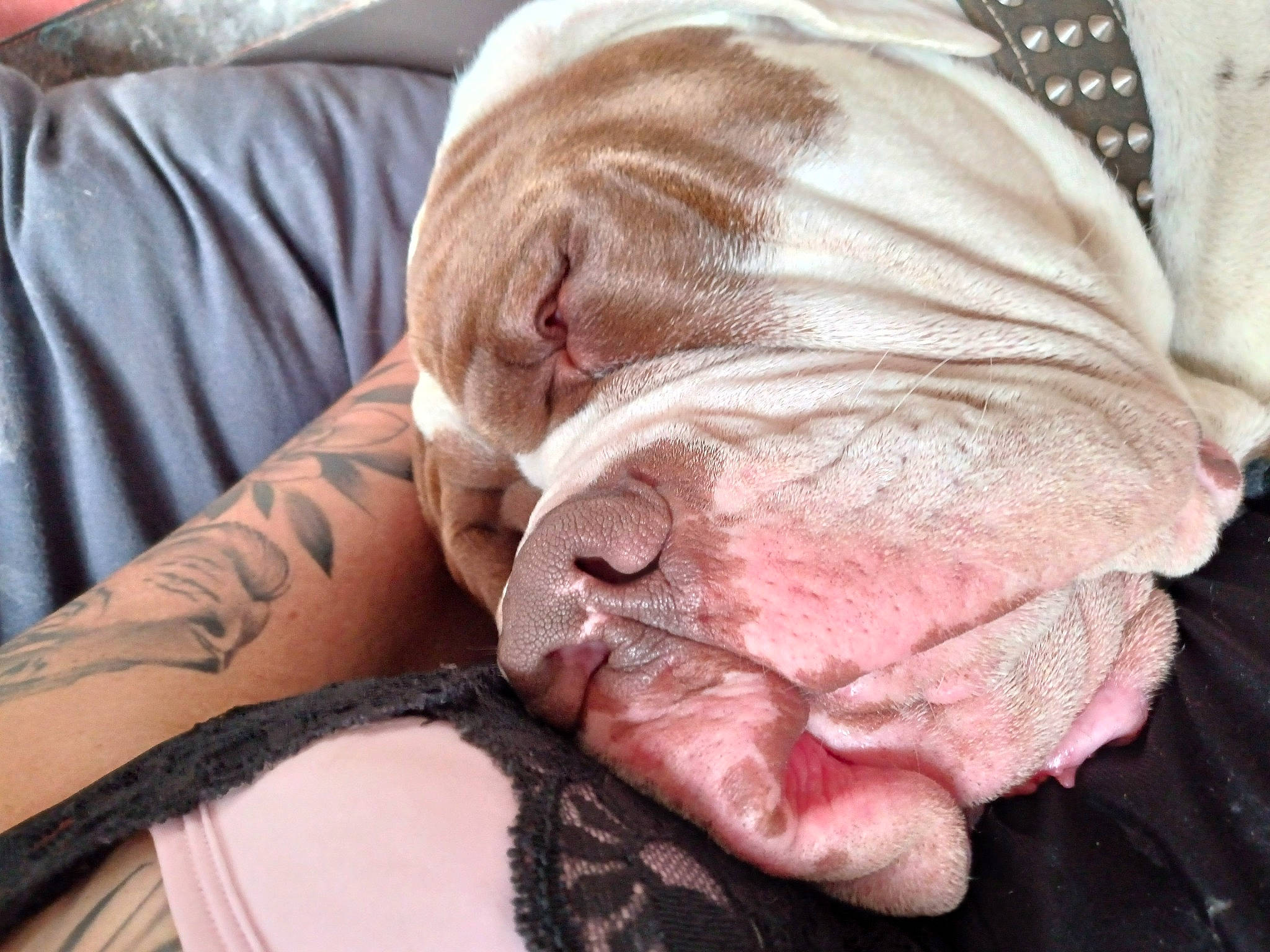 Titan is registered to the contest to win money with this photo: beard, comfort, companion_dog, facial_hair, fashion_accessory, fawn, felidae, foot, fur, human_leg, jaw, linens, nail, sleeve, small_to_medium_sized_cats, snout, sunglasses, whiskers, wool, wrinkle