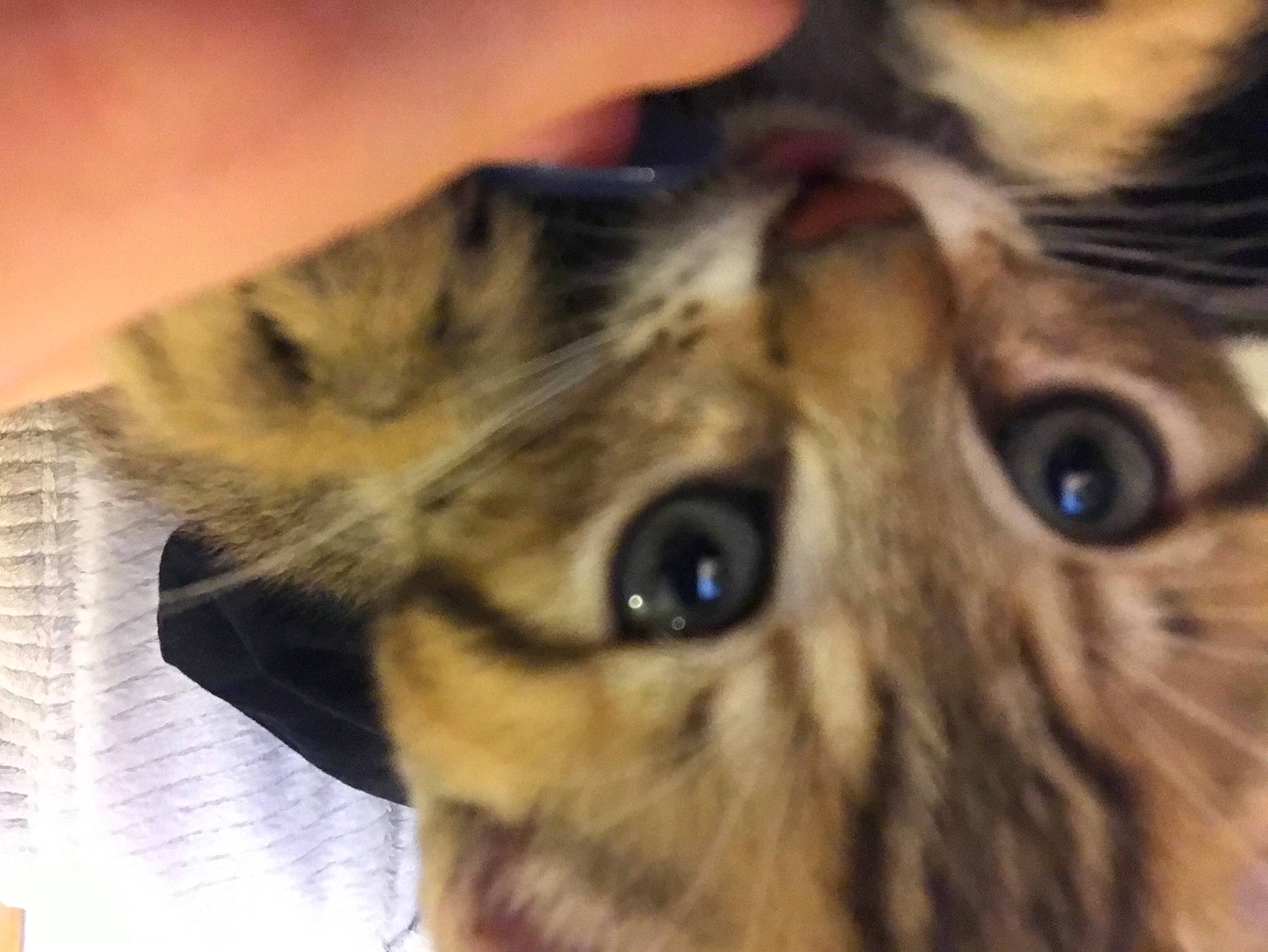 Marcel participe au concours pour gagner de l'argent avec cette photo : carnivore, cat, domestic_short_haired_cat, ear, eye, fawn, felidae, fur, head, iris, macro_photography, owl, paw, small_to_medium_sized_cats, snout, terrestrial_animal, whiskers, wildlife