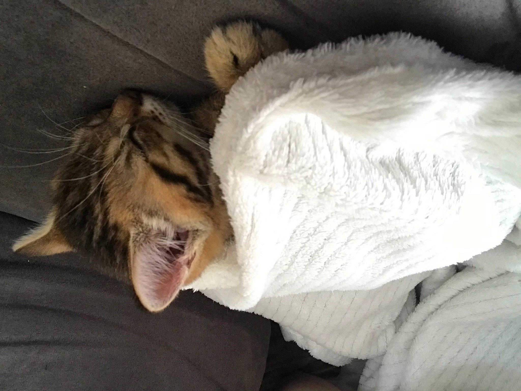 Marcel a rejoint le concours — aidez-le/la à gagner de superbes lots ! canidae, carnivore, cat, claw, comfort, companion_dog, dog_breed, domestic_short_haired_cat, ear, fang, fawn, felidae, fur, gesture, paw, small_to_medium_sized_cats, sporting_group, tail, whiskers, yawn