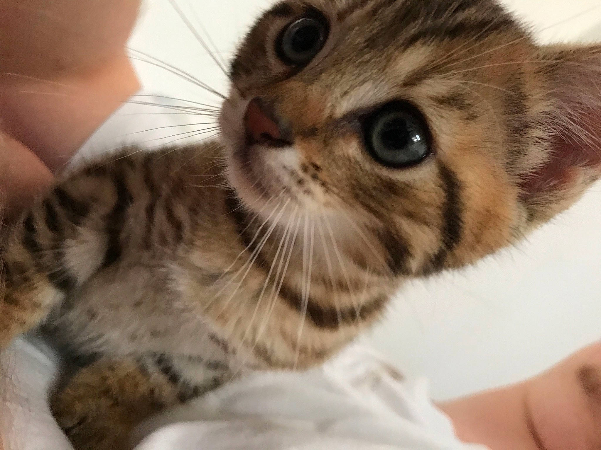 Marcel a rejoint le concours — aidez-le/la à gagner de superbes lots ! carnivore, cat, claw, domestic_short_haired_cat, ear, eye, fawn, felidae, fur, head, iris, paw, small_to_medium_sized_cats, snout, terrestrial_animal, whiskers, wildlife