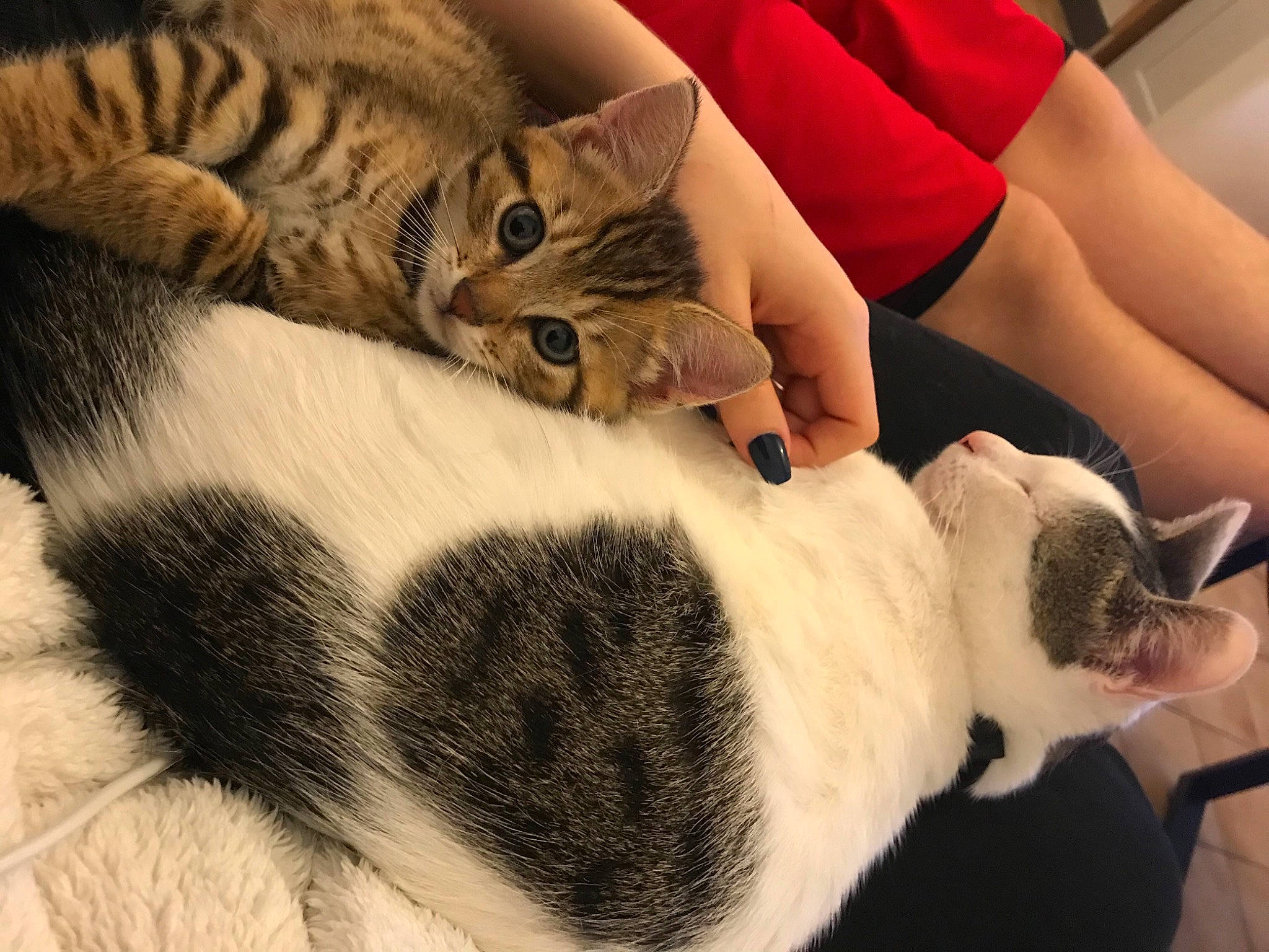 Marcel a rejoint le concours — aidez-le/la à gagner de superbes lots ! carnivore, cat, claw, comfort, domestic_short_haired_cat, ear, fawn, felidae, fur, lap, nap, paw, small_to_medium_sized_cats, snout, tail, textile, whiskers