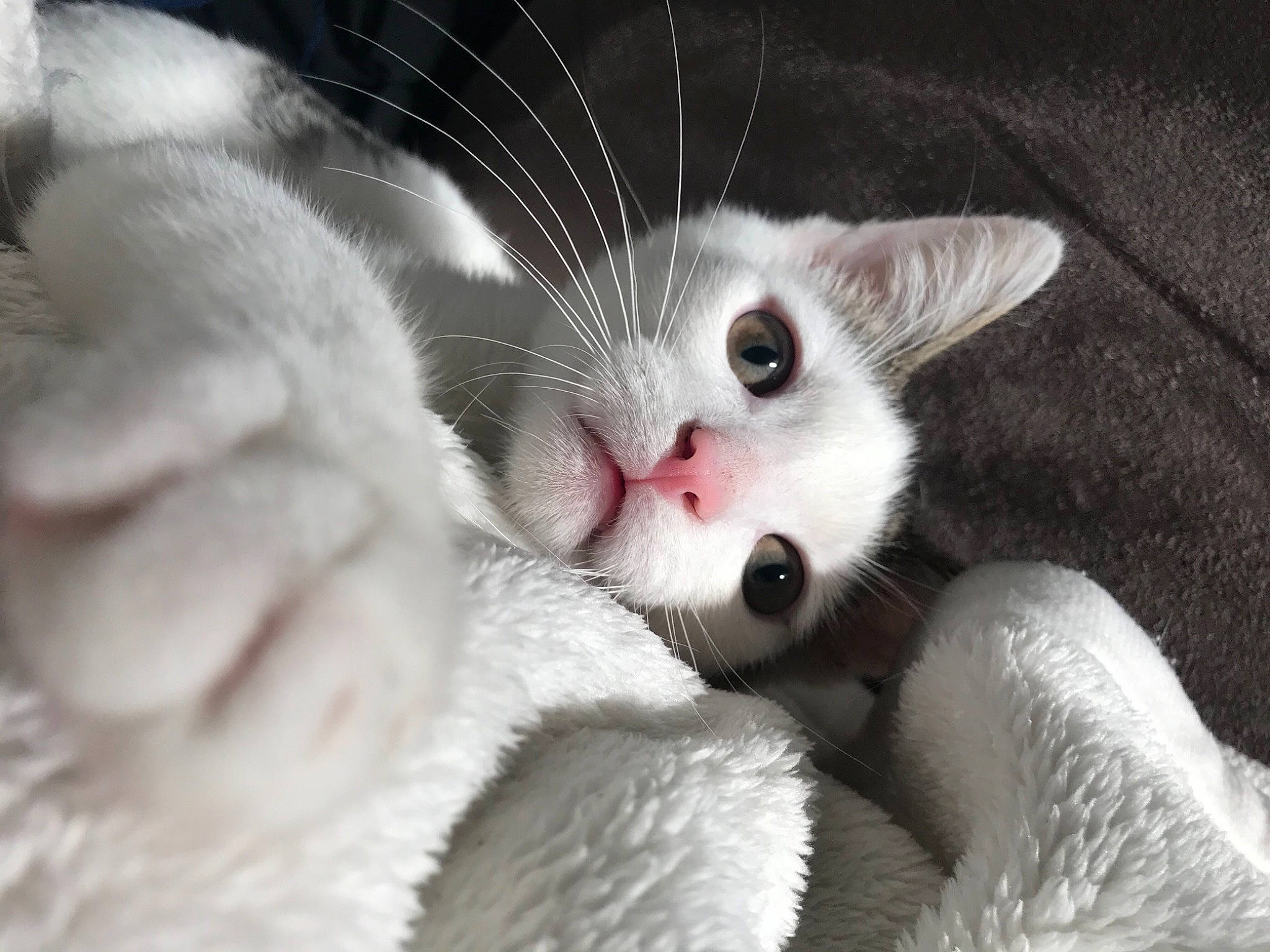 Bernard participe au concours pour gagner de l'argent avec cette photo : carnivore, cat, claw, comfort, domestic_short_haired_cat, felidae, foot, fur, monochrome_photography, nap, paw, photo_caption, sleep, small_to_medium_sized_cats, snout, tail, whiskers