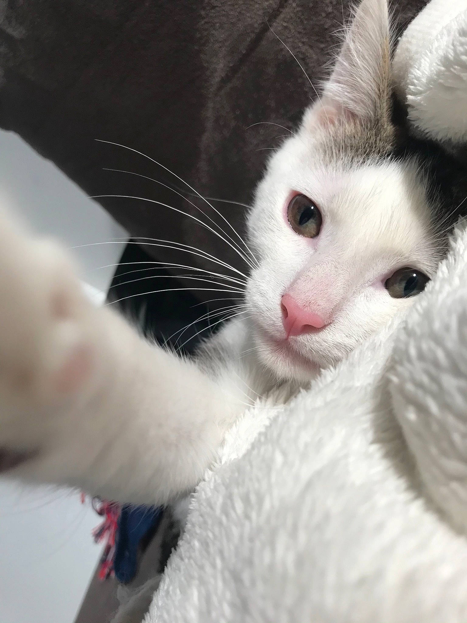 Bernard a rejoint le concours — aidez-le/la à gagner de superbes lots ! carnivore, cat, claw, comfort, domestic_short_haired_cat, eye, eyelash, felidae, fur, head, paw, small_to_medium_sized_cats, snout, tail, terrestrial_animal, whiskers