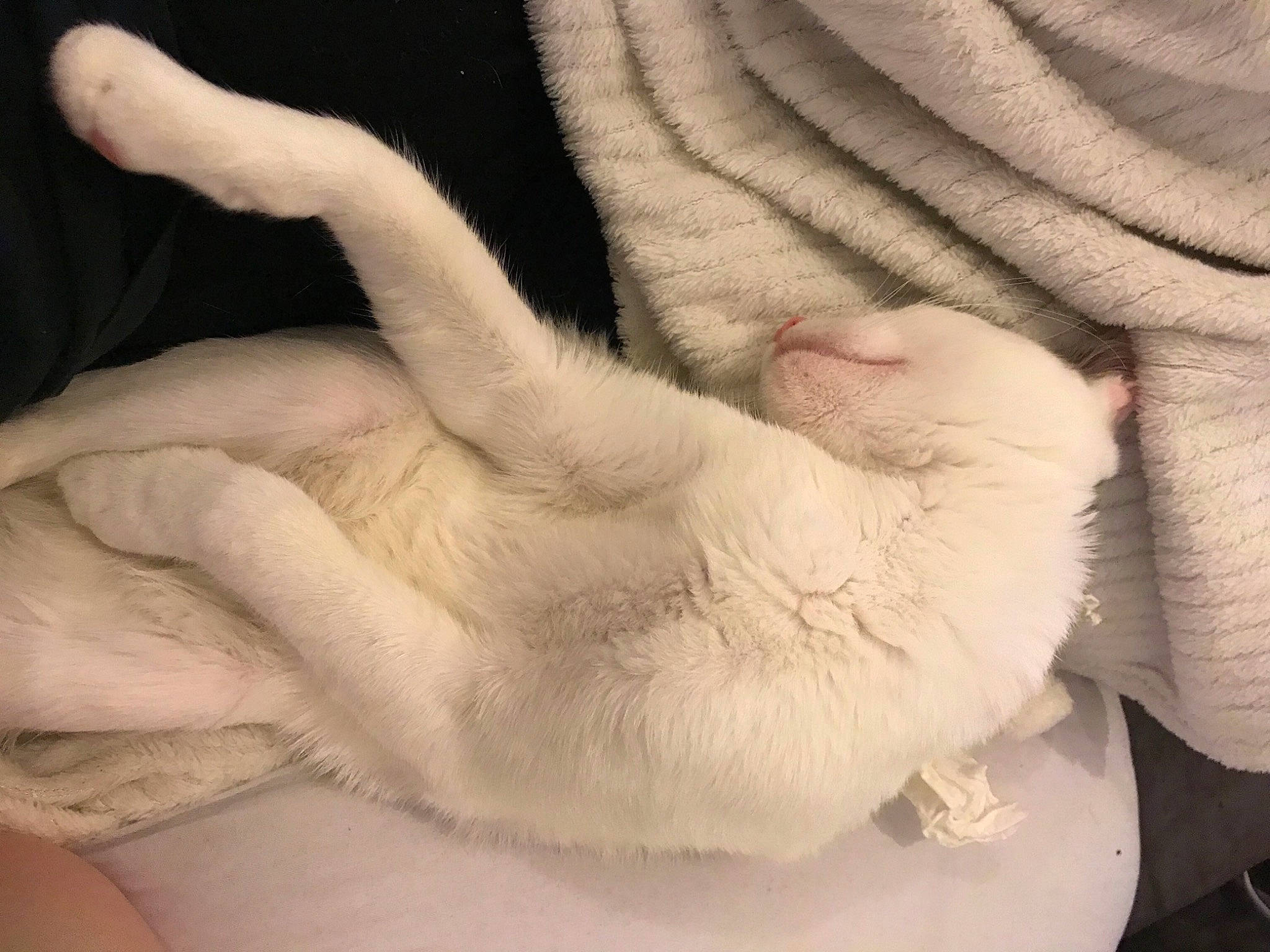 Bernard participe au concours pour gagner de l'argent avec cette photo : carnivore, cat, claw, comfort, companion_dog, dog_breed, domestic_short_haired_cat, felidae, foot, fur, gesture, linens, nap, paw, sleep, small_to_medium_sized_cats, snout, tail, whiskers