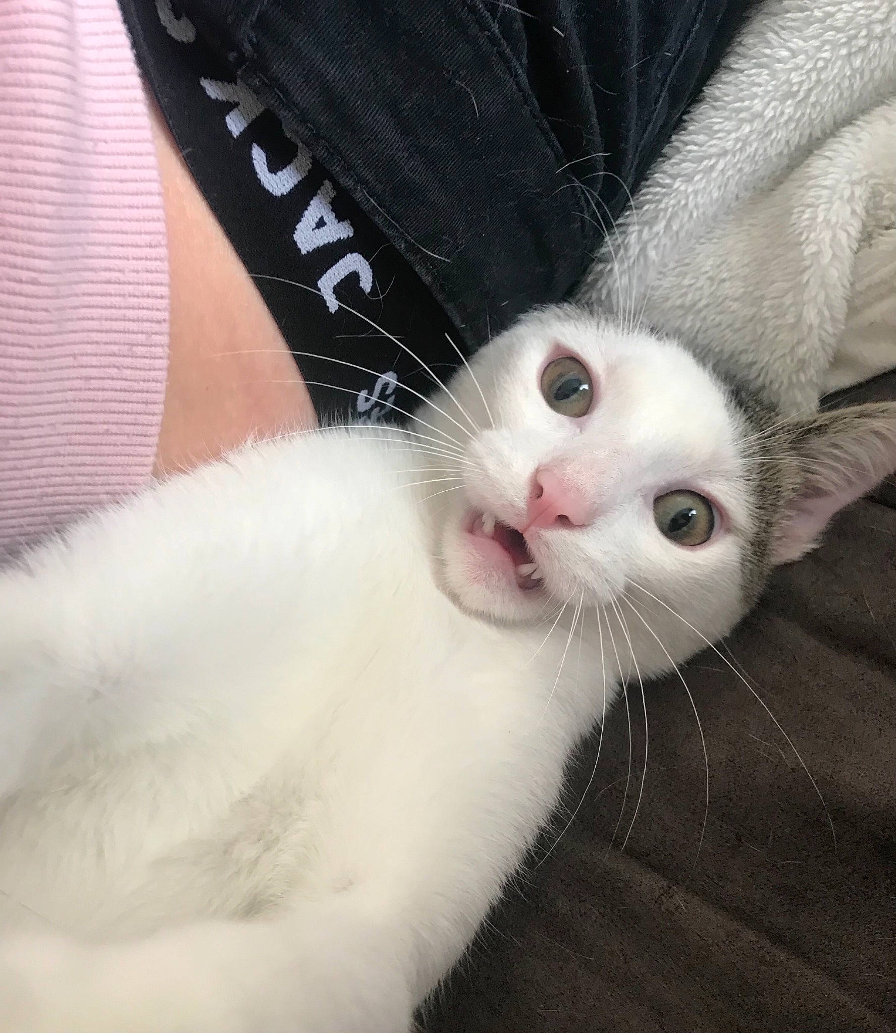 Bernard participe au concours pour gagner de l'argent avec cette photo : carnivore, cat, comfort, eye, eyelash, felidae, foot, fur, head, human_body, leg, mammal, nail, paw, plant, small_to_medium_sized_cats, snout, tail, terrestrial_animal, whiskers