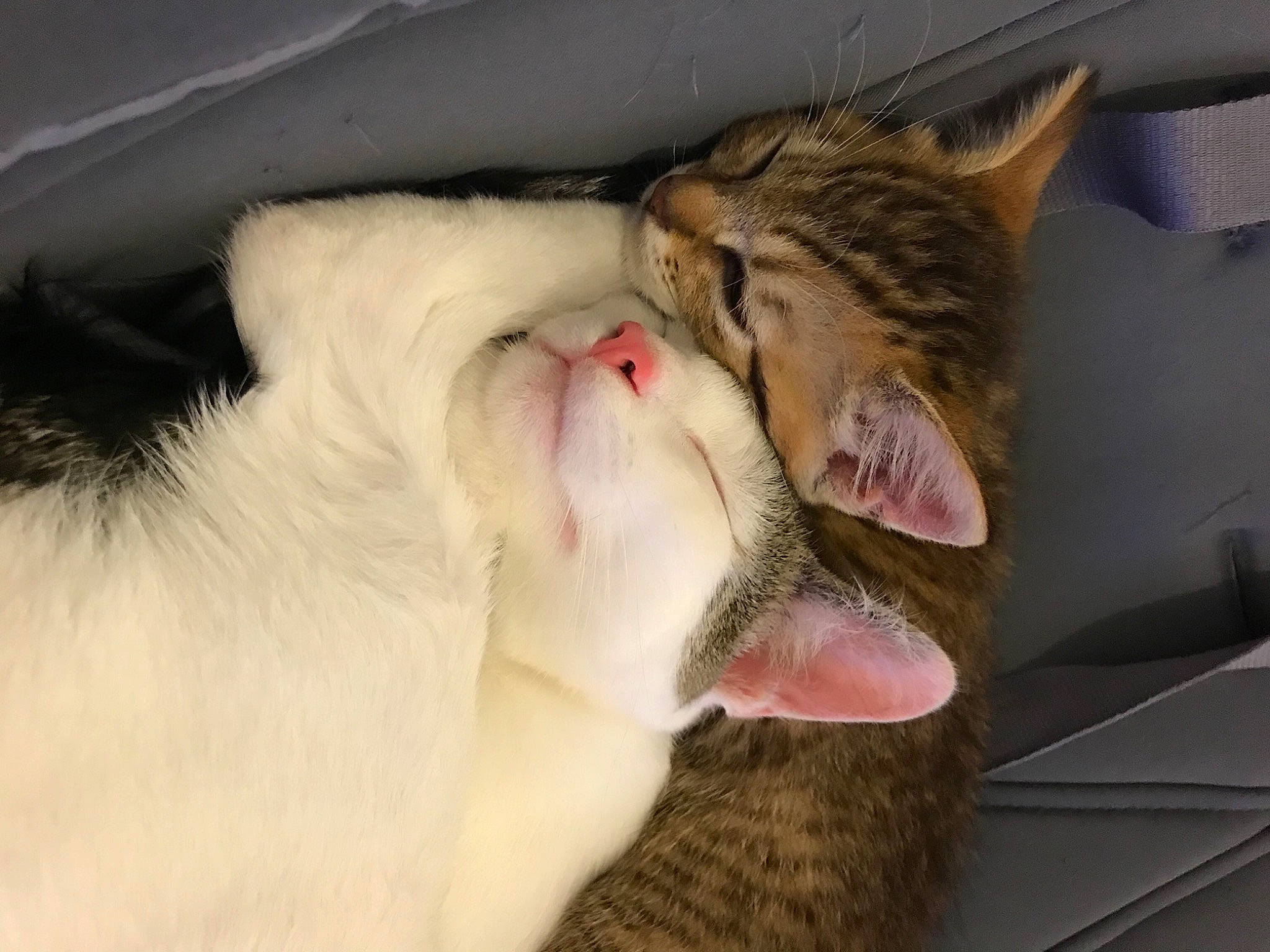 Bernard participe au concours pour gagner de l'argent avec cette photo : carnivore, cat, claw, comfort, domestic_short_haired_cat, ear, fang, fawn, felidae, fur, jaw, nap, paw, sleep, small_to_medium_sized_cats, snout, tail, whiskers, yawn