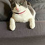 abyssinian, accessories, animal, blanket, cat, collar, computer, couch, cushion, electronics, formalwear, furniture, homedecor, kitten, manx, pet, siamese, strap, text, tie