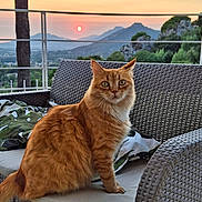 Ragnar a rejoint le concours — aidez-le/la à gagner de superbes lots ! animal, cat, chair, cushion, evening, feline, fur, greenery, mountains, nature, orange_tabby, outdoor, pet, porch, portrait, relaxing, scenery, sky, sun, sunset