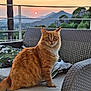 animal, cat, chair, cushion, evening, feline, fur, greenery, mountains, nature, orange_tabby, outdoor, pet, porch, portrait, relaxing, scenery, sky, sun, sunset