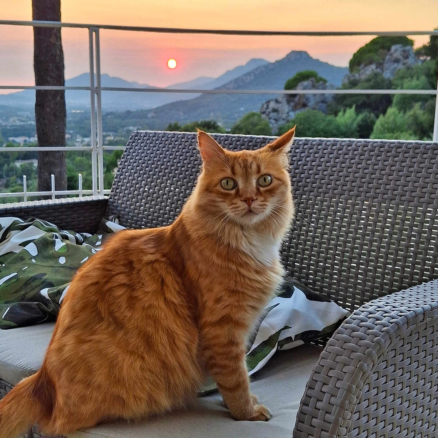 Ragnar a rejoint le concours — aidez-le/la à gagner de superbes lots ! animal, cat, chair, cushion, evening, feline, fur, greenery, mountains, nature, orange_tabby, outdoor, pet, porch, portrait, relaxing, scenery, sky, sun, sunset