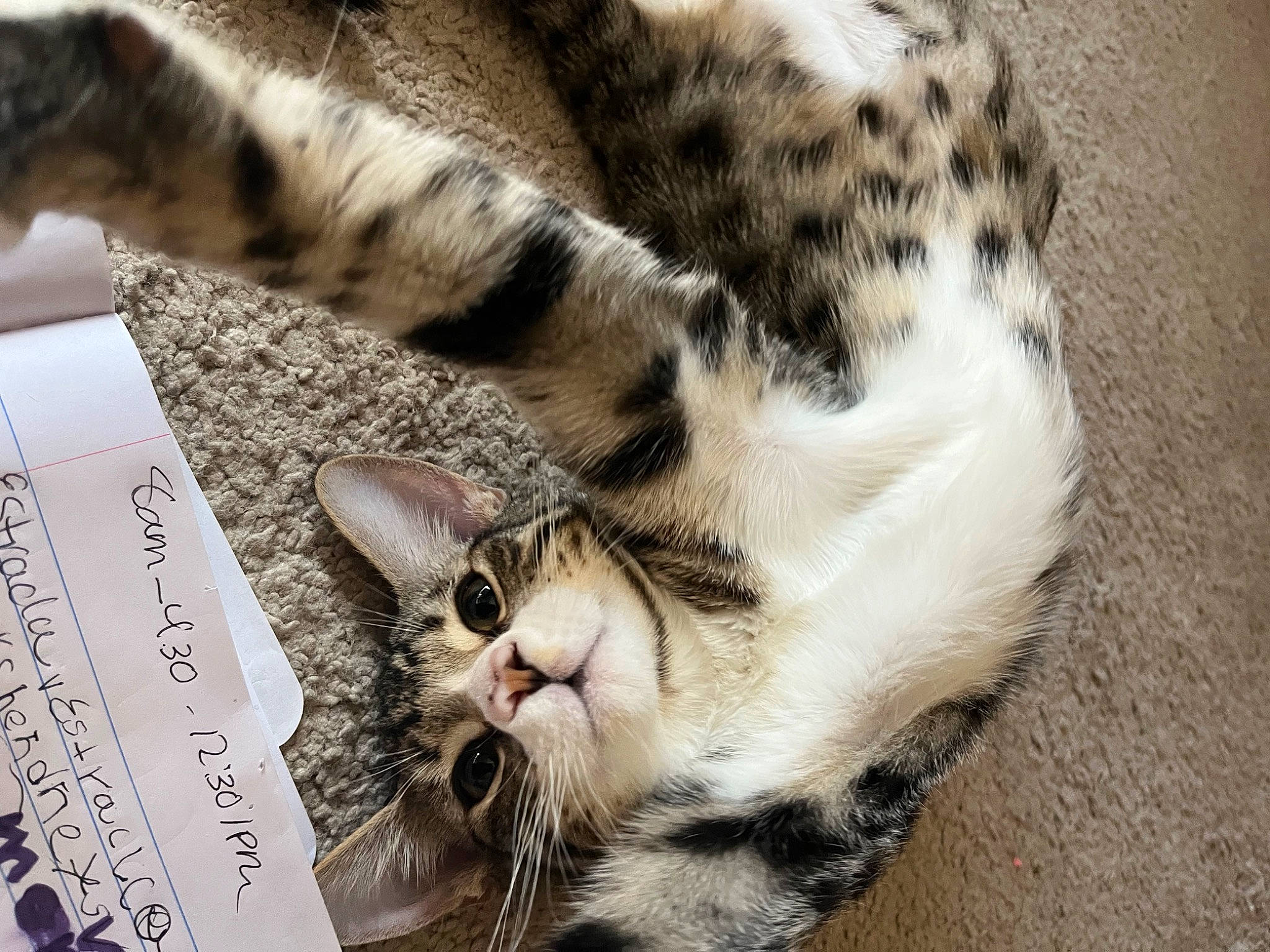 Bash is registered to the contest to win money with this photo: big_cats, carnivore, cat, claw, domestic_short_haired_cat, felidae, fur, paw, small_to_medium_sized_cats, snout, terrestrial_animal, whiskers