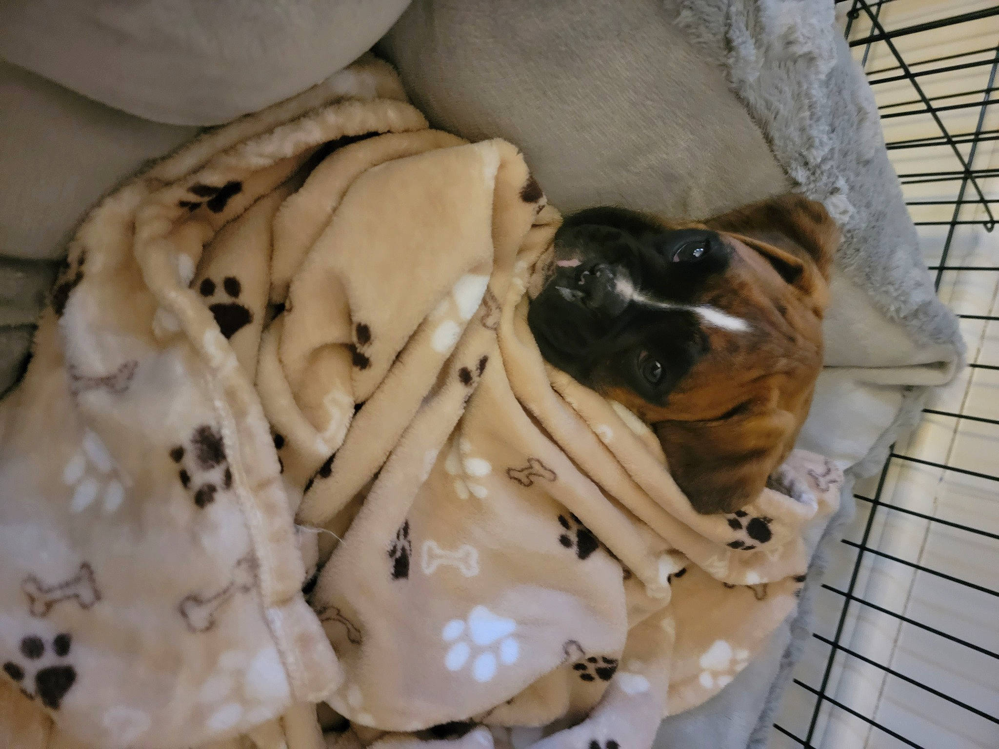 Jack joined the competition — help win amazing prizes! canidae, carnivore, comfort, companion_dog, dog, dog_breed, fawn, fur, guard_dog, linens, paw, pet_supply, puppy, snout, sporting_group, terrestrial_animal, toy_dog, vertebrate, wood, working_animal