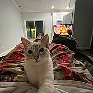 Buttercup is registered to the contest to win money with this photo: burger_on_tv, cat, cat_face, couch, cozy, feet, hardwood_floor, indoor, kitchen_cabinets, legs, living_room, night, pajama_pants, pet, plaid_blanket, recliner, relaxed, sliding_door, television, two_cats