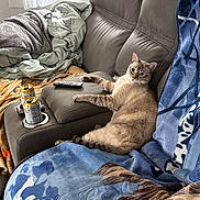 Buttercup is registered to the contest to win money with this photo: cat, couch, blanket, remote_control, can, indoor, pet, furniture, relaxed, cozy, living_room, tabby_cat, resting, domestic_animal, fur, animal, comfort, leather_couch, soft, home