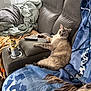 cat, couch, blanket, remote_control, can, indoor, pet, furniture, relaxed, cozy, living_room, tabby_cat, resting, domestic_animal, fur, animal, comfort, leather_couch, soft, home
