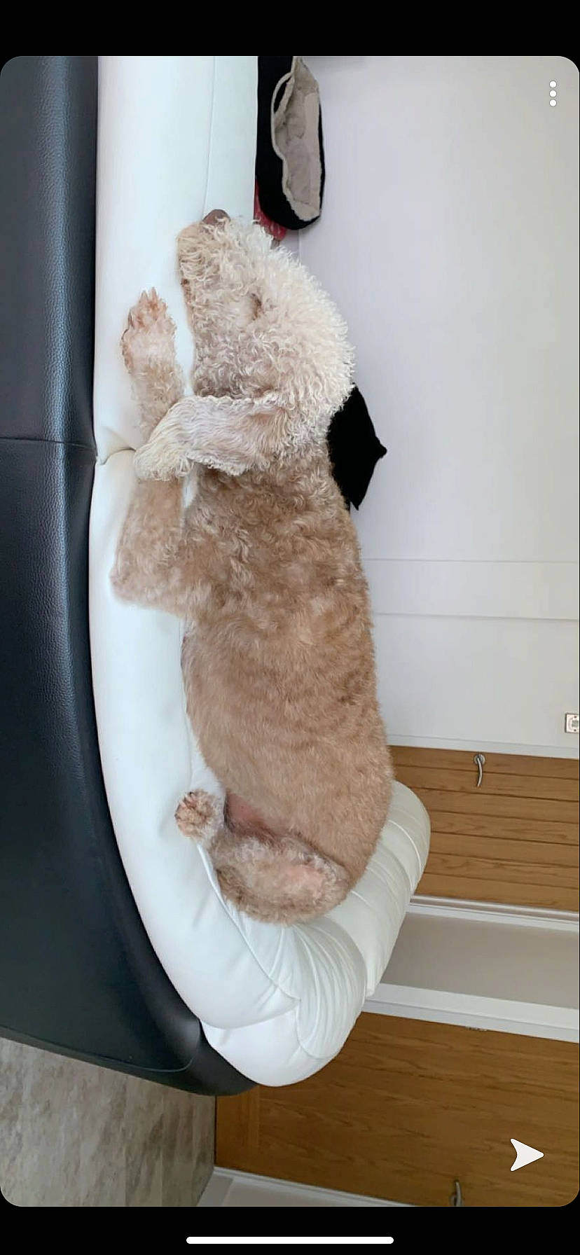 Billy is registered to the contest to win money with this photo: canidae, fawn, fur, stuffed_toy, tail