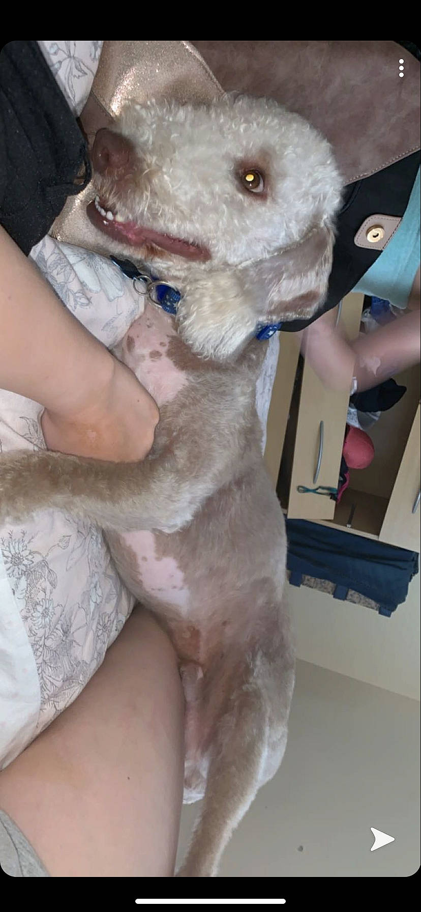 Billy joined the competition — help win amazing prizes! canidae, carnivore, companion_dog, dog, dog_breed, lagotto_romagnolo, mammal, miniature_poodle, non_sporting_group, nose, poodle, sporting_group, standard_poodle, toy_dog, toy_poodle