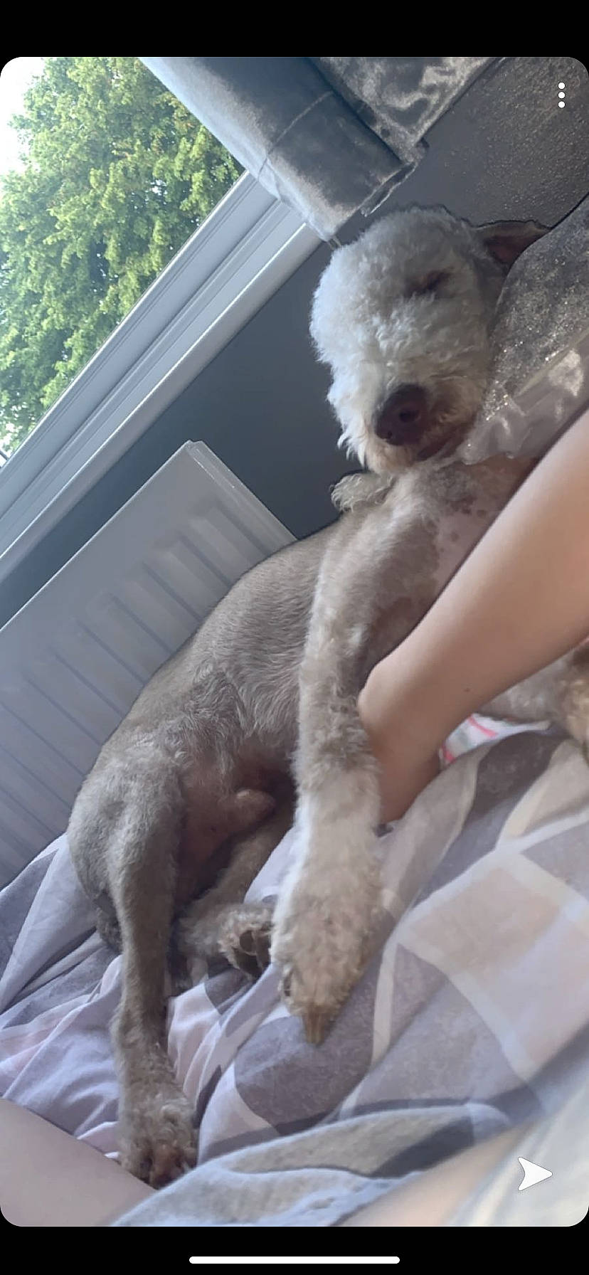 Billy is registered to the contest to win money with this photo: canidae, carnivore, companion_dog, dog, dog_breed, fawn, goldendoodle, lagotto_romagnolo, mammal, poodle, sporting_group, standard_poodle, vertebrate