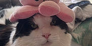 Ulk a rejoint le concours — aidez-le/la à gagner de superbes lots ! adorable, animal, black_and_white, calm, cat, close_up, cute, face, fluffy, fur, household, indoor, octopus, pet, pink, plush_toy, resting, sitting, soft, whiskers