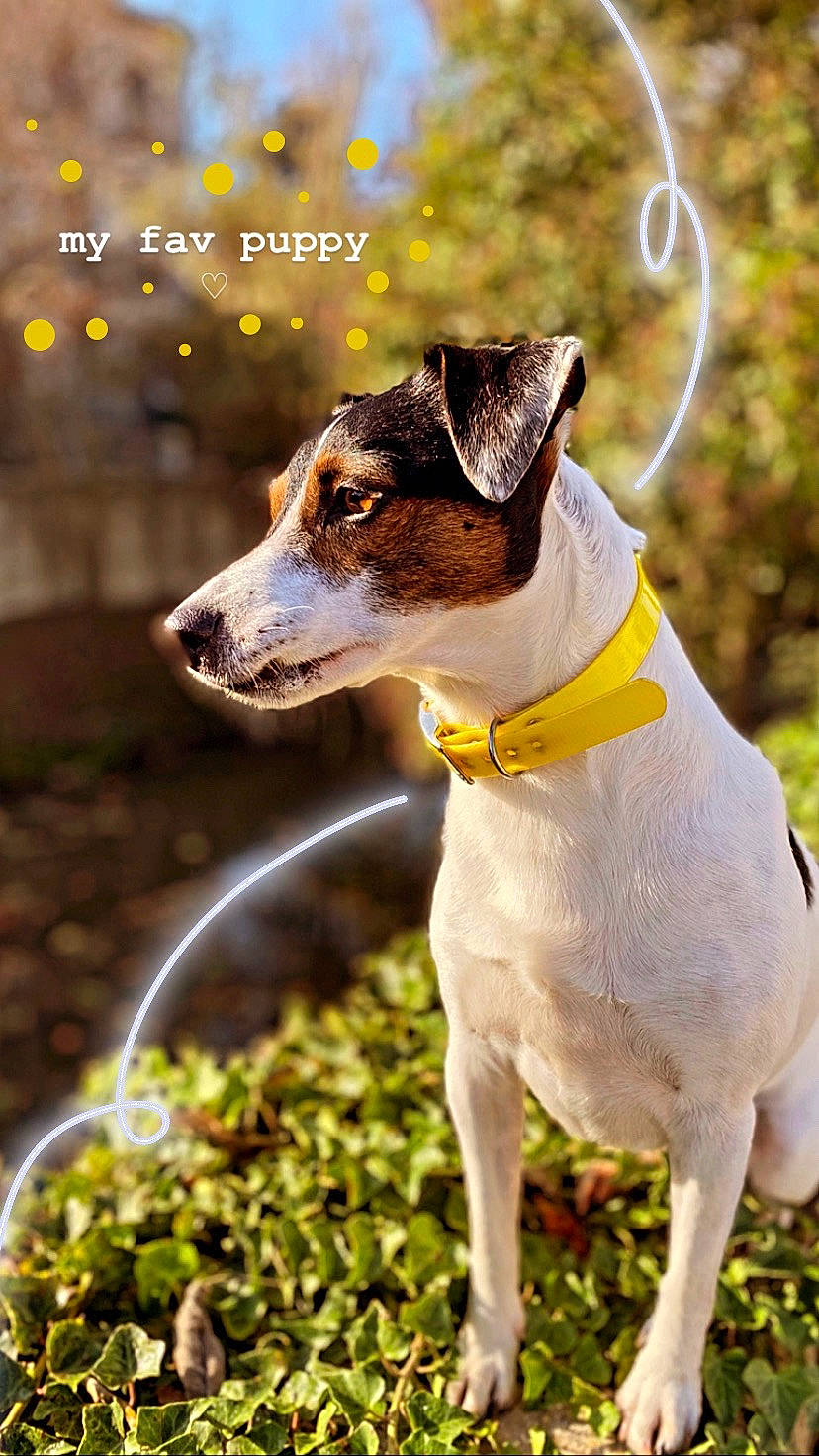 Lucky a rejoint le concours — aidez-le/la à gagner de superbes lots ! canidae, carnivore, chilean_fox_terrier, collar, companion_dog, dog, dog_breed, dog_collar, dog_supply, fashion_accessory, fawn, grass, leash, pet_supply, plant, snout, sporting_group, terrier, whiskers, working_animal