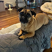 Max is registered to the contest to win money with this photo: animal, blanket, brown_dog, chair, comfort, couch, cozy, crate, curtains, cute, dog, furniture, household, indoor, living_room, pet, quilted, relaxing, table, wooden_floor