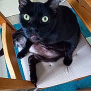 Cœur a rejoint le concours — aidez-le/la à gagner de superbes lots ! animal, black_cat, carpet, cat, chair, curious, cushion, feline, floor, fur, green_eyes, home, indoor, legs, looking_up, paw, pet, relaxed, sitting, wooden_chair