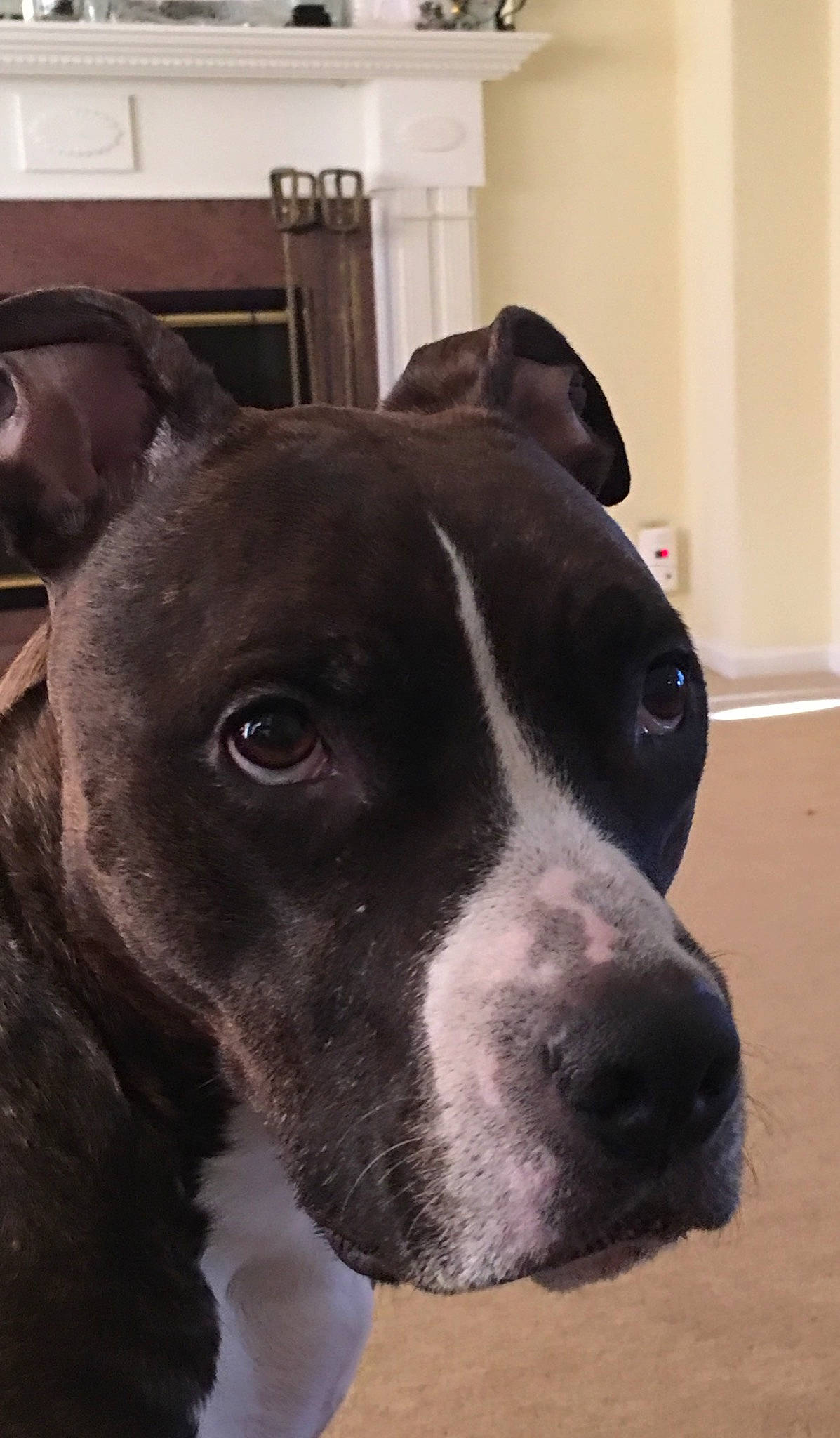 Kola is registered to the contest to win money with this photo: american_pit_bull_terrier, american_staffordshire_terrier, canidae, carnivore, dog, dog_breed, ear, eye, fawn, mammal, non_sporting_group, nose, pit_bull, rare_breed_dog, snout, sporting_group, staffordshire_bull_terrier, valley_bulldog, vertebrate, whiskers