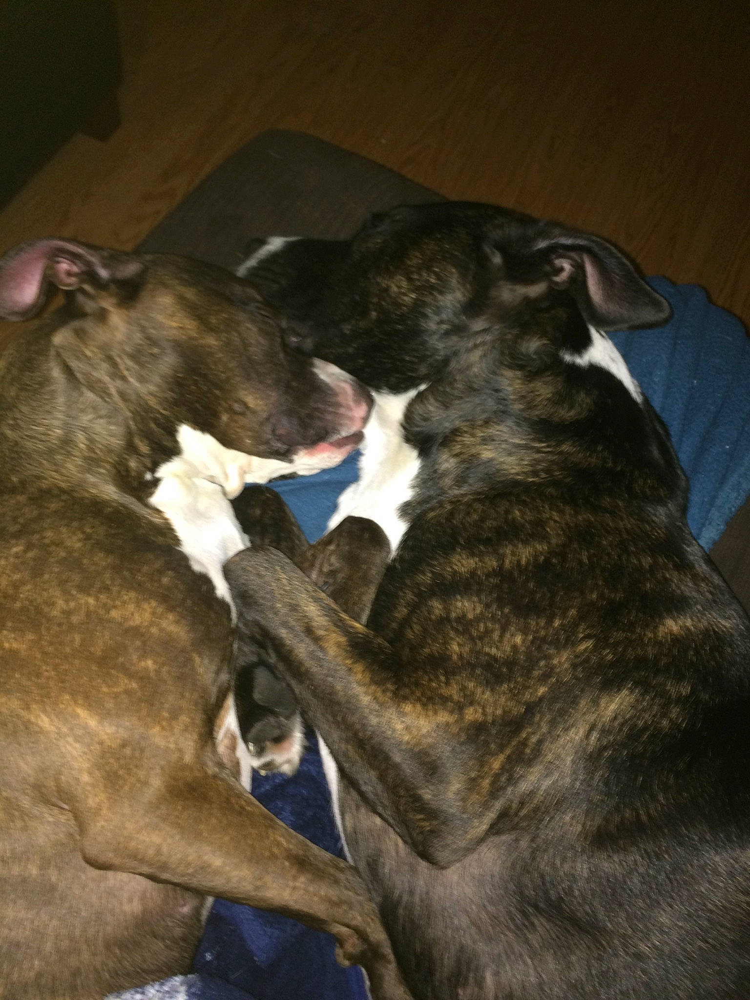 Kola joined the competition — help win amazing prizes! alano_espanol, alaunt, american_pit_bull_terrier, american_staffordshire_terrier, bandog, boxer, canidae, carnivore, dog, dog_breed, fawn, lurcher, mammal, non_sporting_group, perro_de_presa_canario, staffordshire_bull_terrier