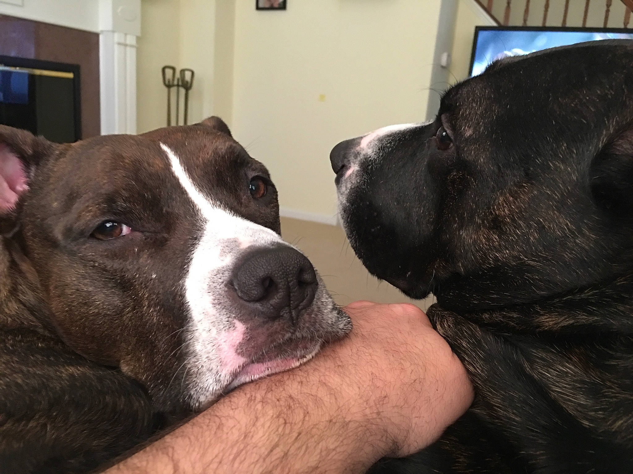 Kola is registered to the contest to win money with this photo: alano_espanol, alaunt, american_bulldog, american_pit_bull_terrier, american_staffordshire_terrier, bandog, bully_kutta, canidae, carnivore, dog, dog_breed, fawn, mammal, non_sporting_group, nose, pit_bull, snout, sporting_group, staffordshire_bull_terrier, vertebrate