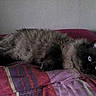 Cookie participe au concours pour gagner de l'argent avec cette photo :