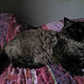 Cookie participe au concours pour gagner de l'argent avec cette photo :