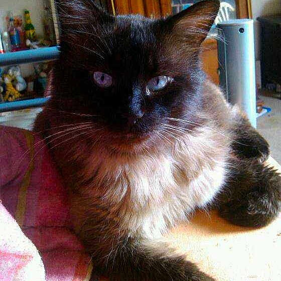 Cookie