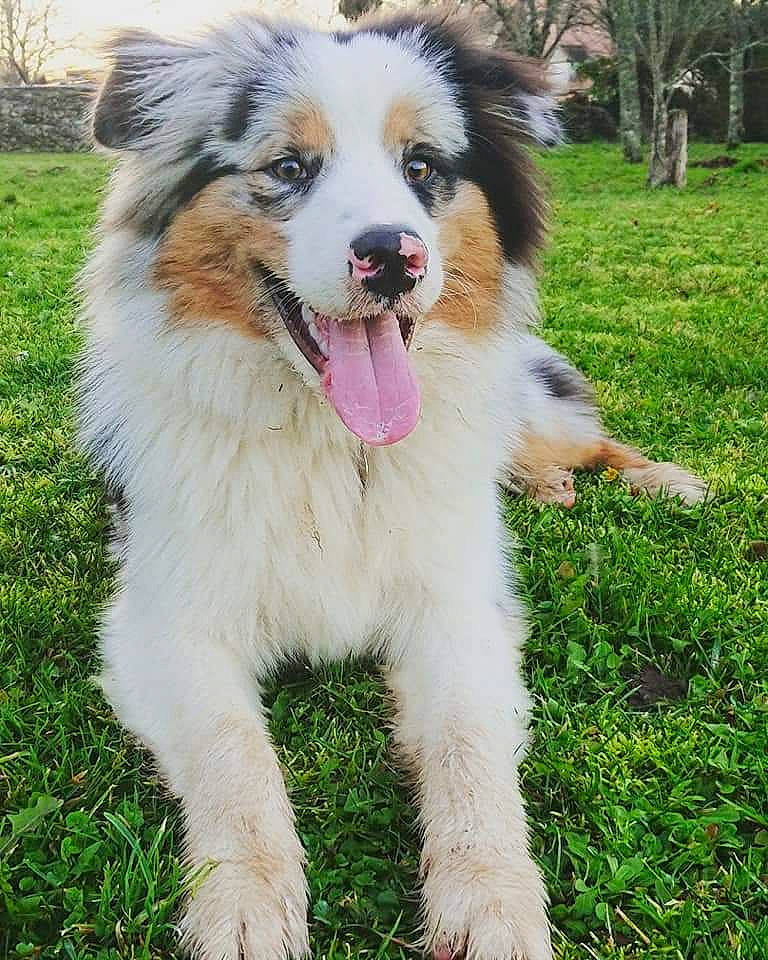 Pulco