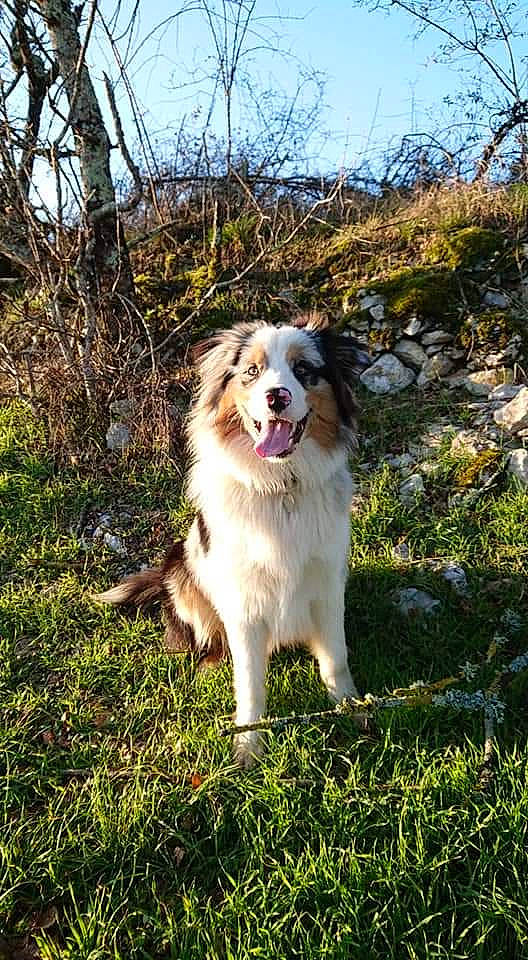 Pulco a rejoint le concours — aidez-le/la à gagner de superbes lots ! australian_collie, australian_shepherd, border_collie, bucovina_shepherd_dog, canidae, carnivore, carpathian_shepherd_dog, companion_dog, dog, dog_breed, english_shepherd, herding_dog, mammal, miniature_australian_shepherd, plant, pyrenean_mastiff, sporting_group, tornjak, vertebrate, working_dog