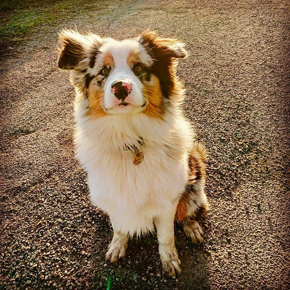 Pulco participe au concours pour gagner de l'argent avec cette photo : australian_collie, australian_shepherd, border_collie, canidae, carnivore, companion_dog, dog, dog_breed, herding_dog, mammal, miniature_australian_shepherd, snout, sporting_group, vertebrate, welsh_sheepdog, working_dog
