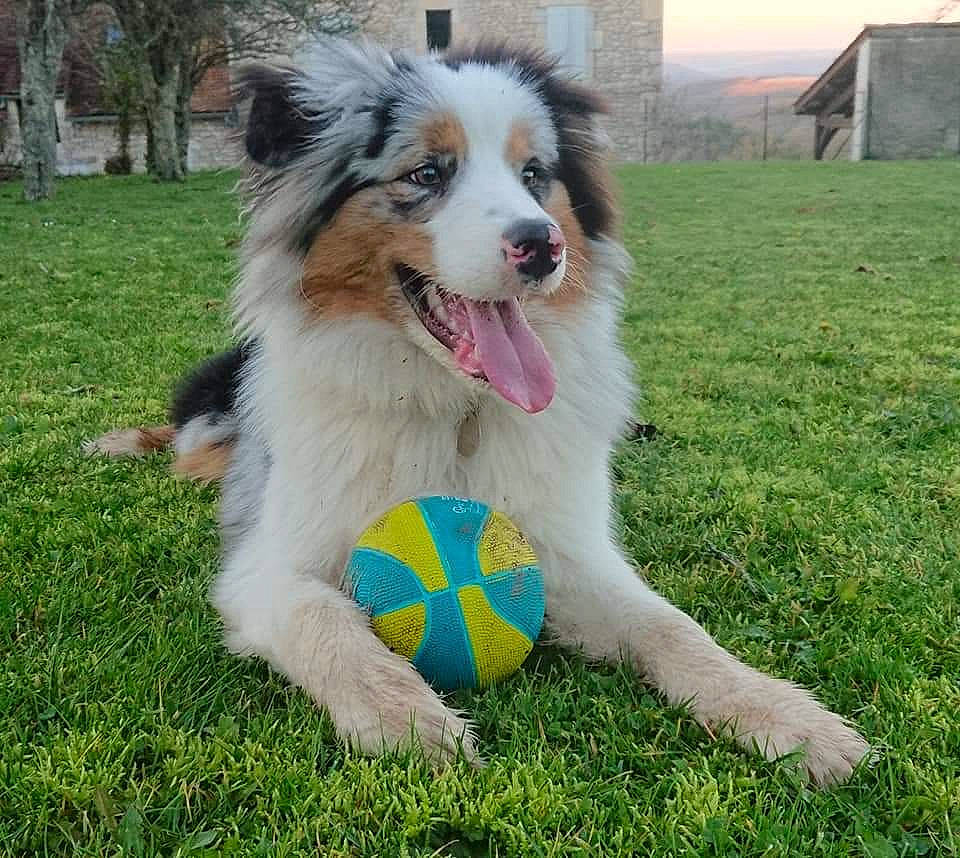 Pulco participe au concours pour gagner de l'argent avec cette photo : australian_collie, australian_shepherd, border_collie, canidae, carnivore, companion_dog, dog, dog_breed, english_shepherd, grass, herding_dog, mammal, miniature_australian_shepherd, rare_breed_dog, rough_collie, scotch_collie, sporting_group, vertebrate, welsh_sheepdog, working_dog