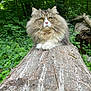 cat, fluffy, forest, log, greenery, nature, animal, pet, outdoor, feline, wildlife, fur, whiskers, yellow_eyes, closeup, relaxed, wood, tree, mammal, majestic