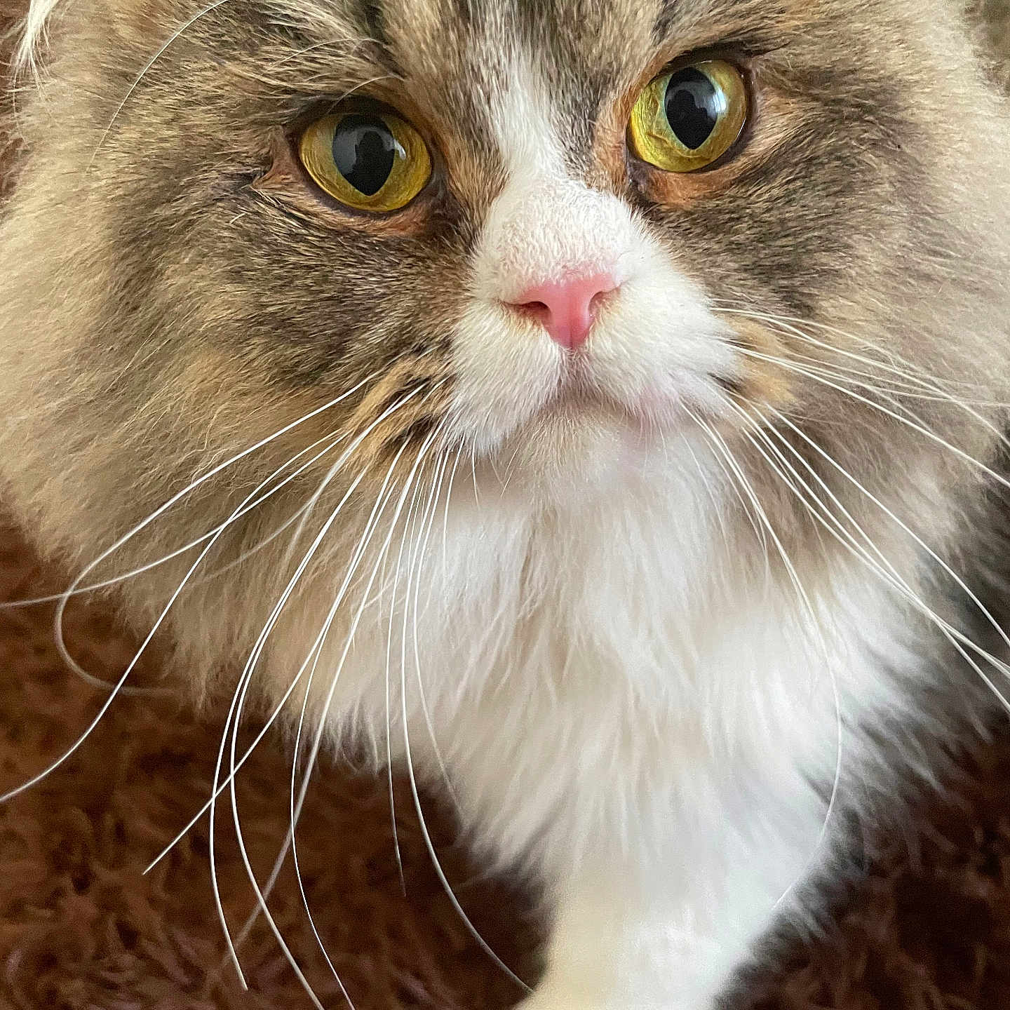 Yoshi participe au concours pour gagner de l'argent avec cette photo : animal, brown_carpet, cat, closeup, curious, cute, feline, fluffy, fur, indoor, long_hair, mammal, pet, pink_nose, portrait, soft, tabby, whisker_detail, whiskers, yellow_eyes