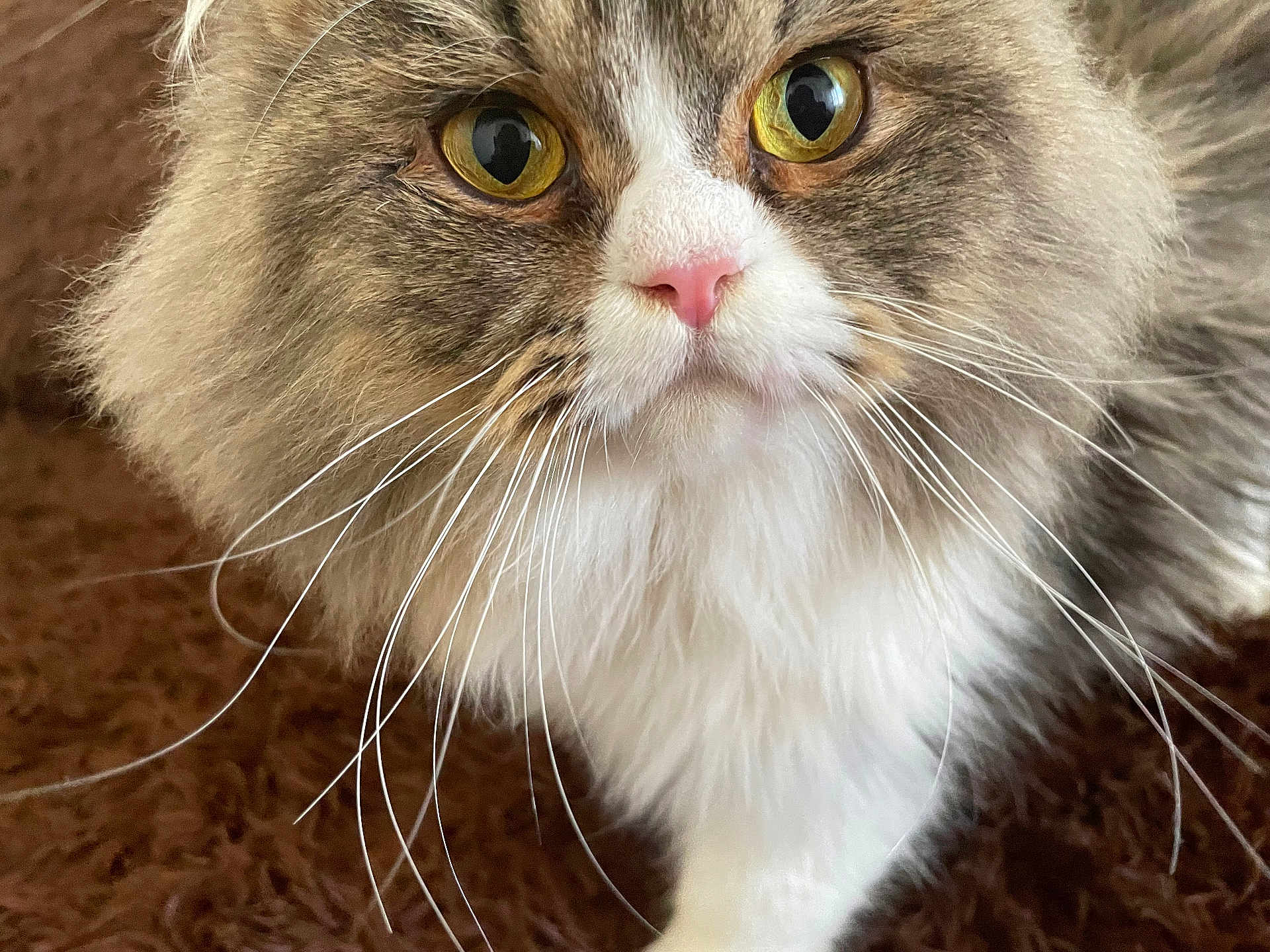 Yoshi participe au concours pour gagner de l'argent avec cette photo : cat, fluffy, whiskers, yellow_eyes, fur, pet, animal, closeup, curious, indoor, brown_carpet, soft, cute, mammal, feline, portrait, whisker_detail, pink_nose, long_hair, tabby