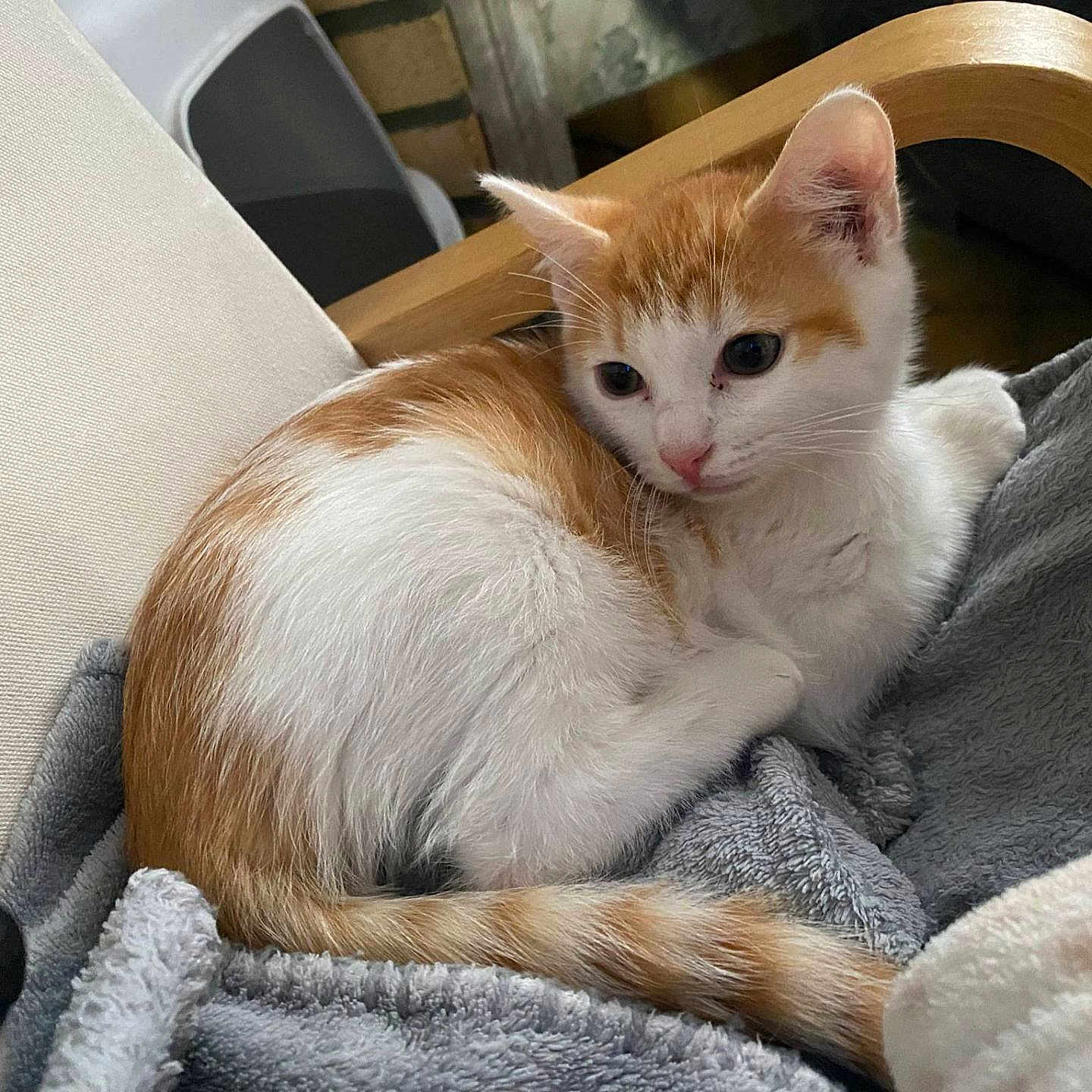 Tigrou participe au concours pour gagner de l'argent avec cette photo : animal, blanket, canine, cat, dog, furniture, kitten, pet, quilt, tape, towel