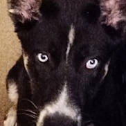 Lucy is registered to the contest to win money with this photo: dog, black_and_white, portrait, close_up, upright_ears, bright_eyes, short_fur, mixed_breed, pet, indoor, warm_lighting, brown_background, sitting, looking_at_camera, snout, nose, whiskers, paws, cute, animal_photography