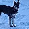 Lucy is registered to the contest to win money with this photo: dog, snow, winter, outdoors, tree, standing, black_and_white, pointy_ears, collar, canine, animal, snowy_landscape, cold_weather, nature, woodland, four_legs, fur, alert, portrait, blue_tone