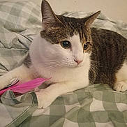 Cookie is registered to the contest to win money with this photo: cat, tabby_cat, white_cat, pet, indoor, bed, blanket, feather_toy, playful, animal, feline, cute, resting, fur, whiskers, ears, paws, closeup, domestic_cat, sleepy