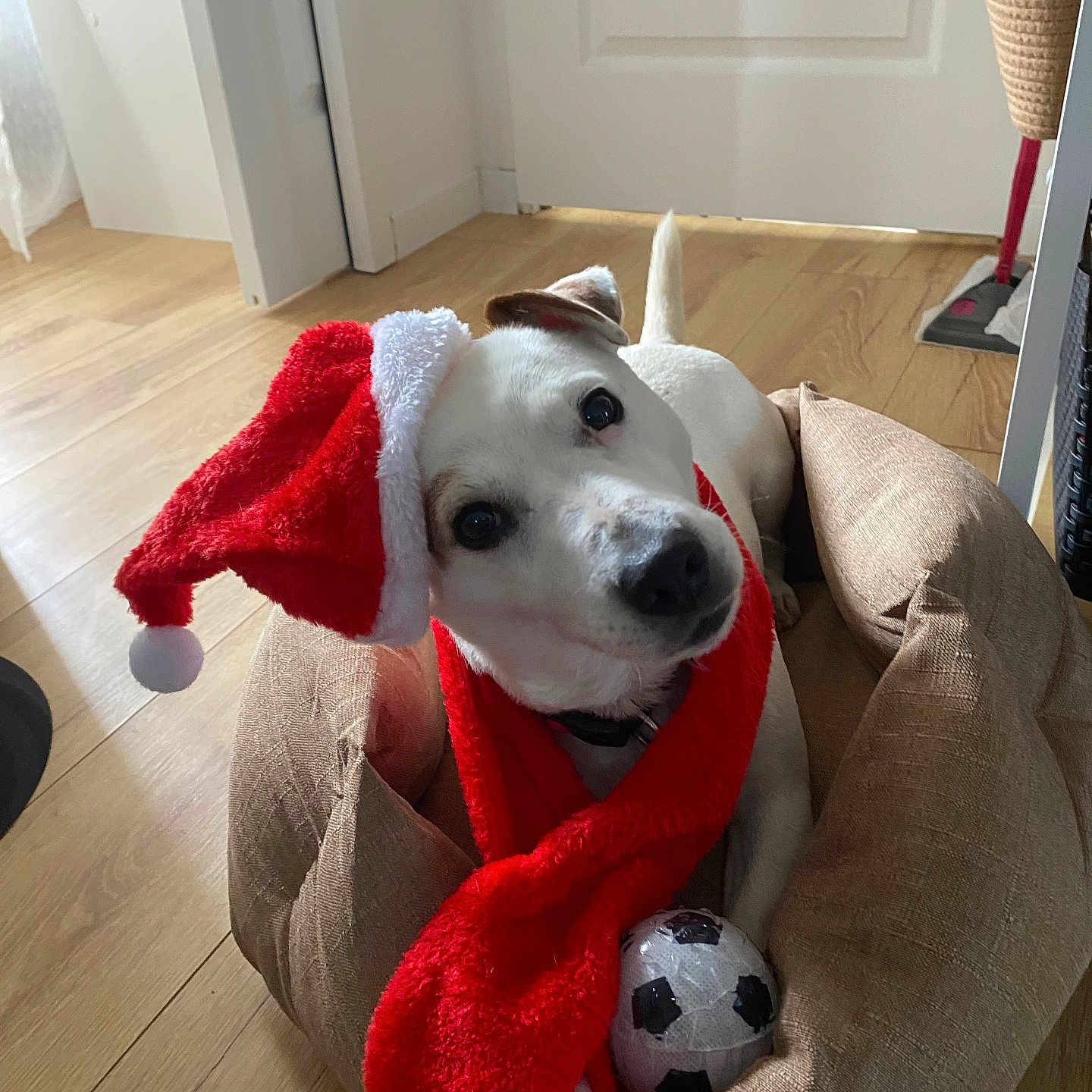 Lucky participe au concours pour gagner de l'argent avec cette photo : dog, puppy, white_dog, santa_hat, scarf, christmas, festive, holiday, beanbag, soccer_ball, indoor, home, wood_floor, door, cushion, portrait, closeup, adorable, pet, playful