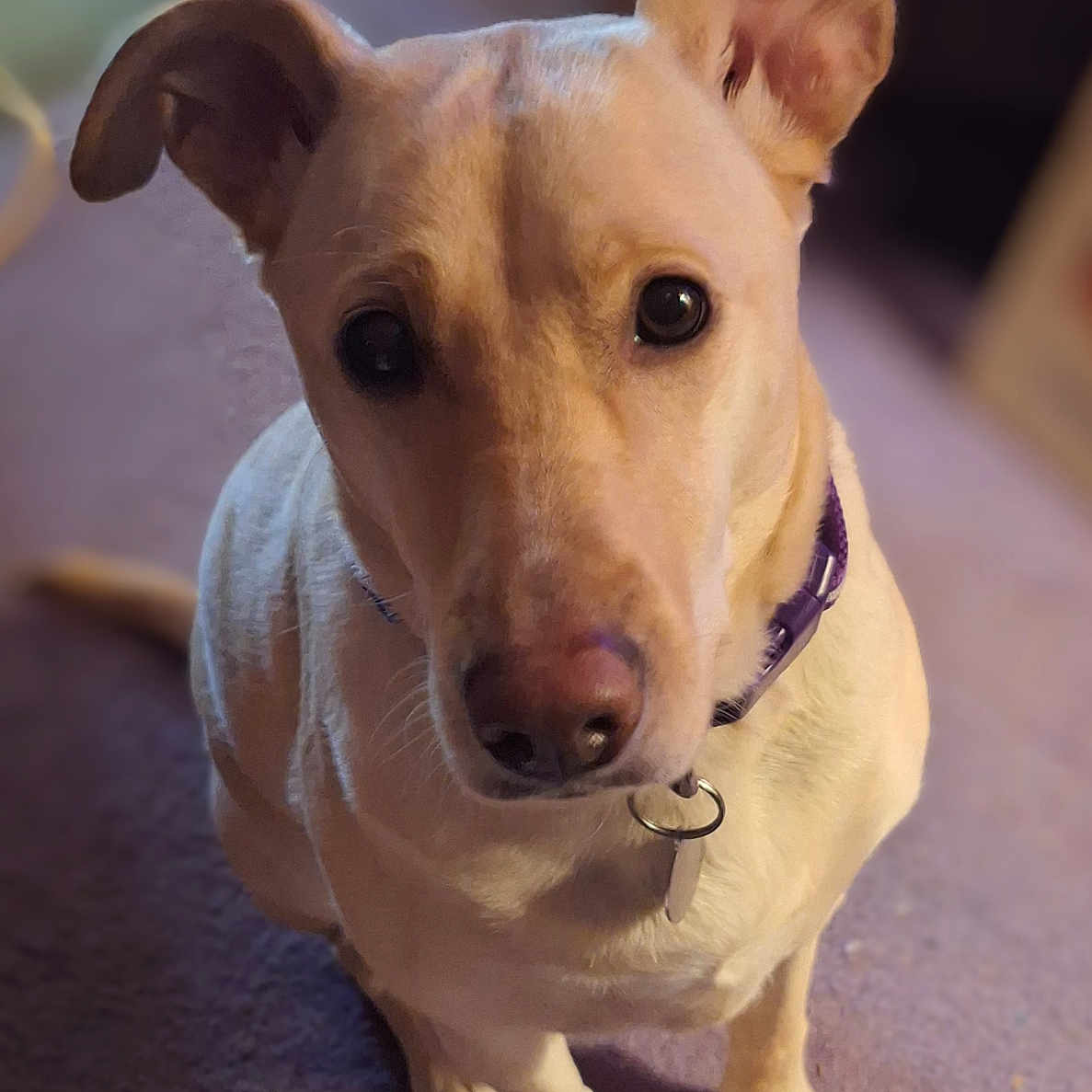 Sadie joined the competition — help win amazing prizes! accessories, animal, bulldog, canine, chihuahua, collar, dog, frenchbulldog, hound, labradorretriever, leash, pet, pitbull, pointer, puppy, snout, strap, terrier, whitedog