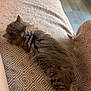 Aston a rejoint le concours — aidez-le/la à gagner de superbes lots ! kitten, cat, fluffy, sleeping, blanket, patterned, cozy, paw, home, furniture, floor, relaxing, indoor, pet, animal, resting, soft, cute, fur, stretching